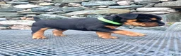 Mixed Breed dogs for sale: Lakeland / Fell terriers for sale in Pwllheli - Advert 12
