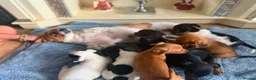 Jack Russell dogs for sale: Jack russell  - Advert 7