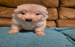 German Shepherd dogs for sale: KC German Shepherd Puppies Blue, White & Black/Tan - Image 24