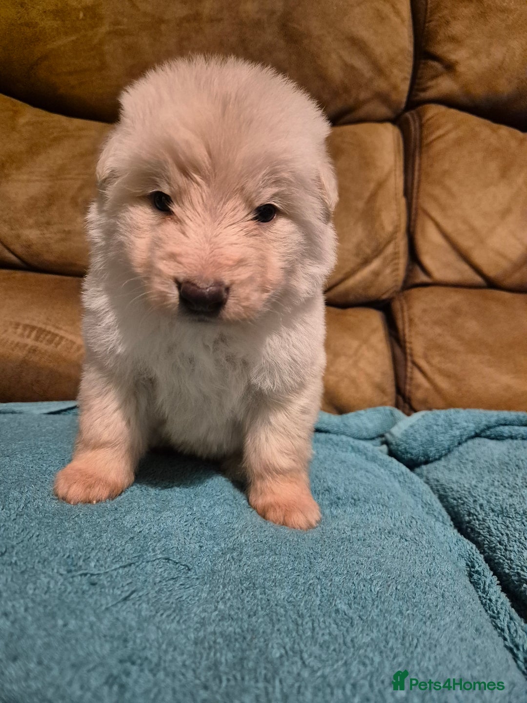 German Shepherd dogs for sale: KC German Shepherd Puppies Blue, White & Black/Tan - Image 24
