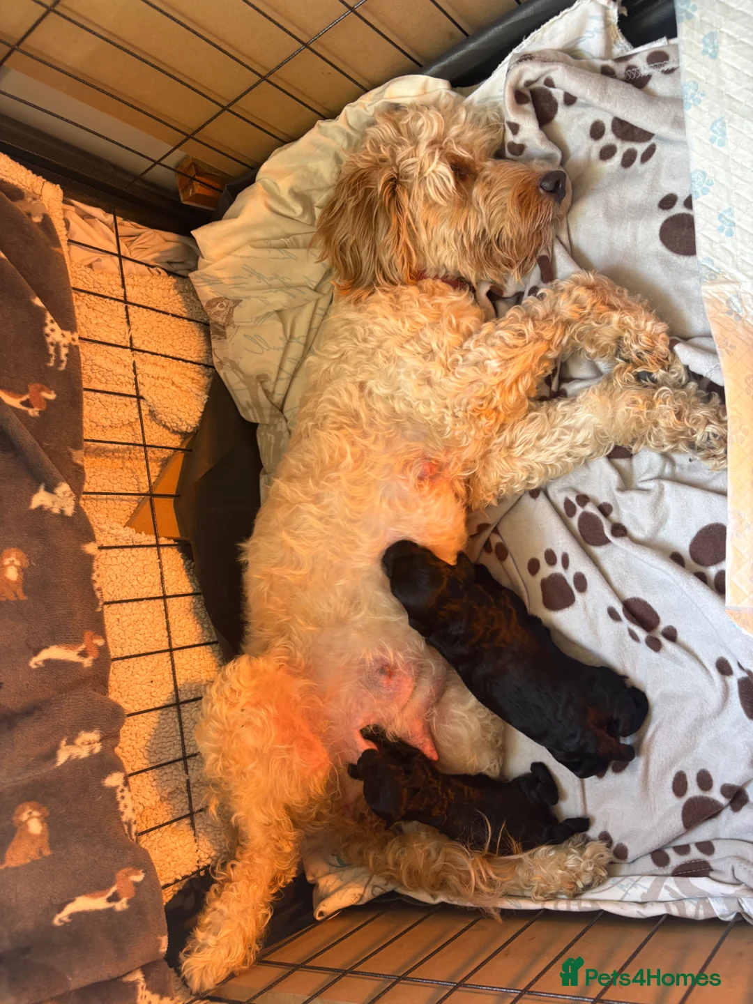 Mixed Breed dogs for sale: Cockapoo pups - Advert 1