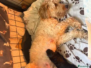 Mixed Breed dogs Cockapoo pups - Advert 2