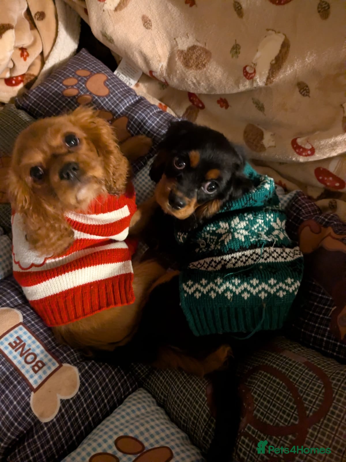 Cavalier King Charles Spaniel dogs Stunning pups- ready now - Advert 8