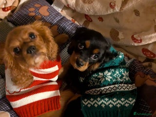 Cavalier King Charles Spaniel dogs Stunning pups- ready now - Advert 5