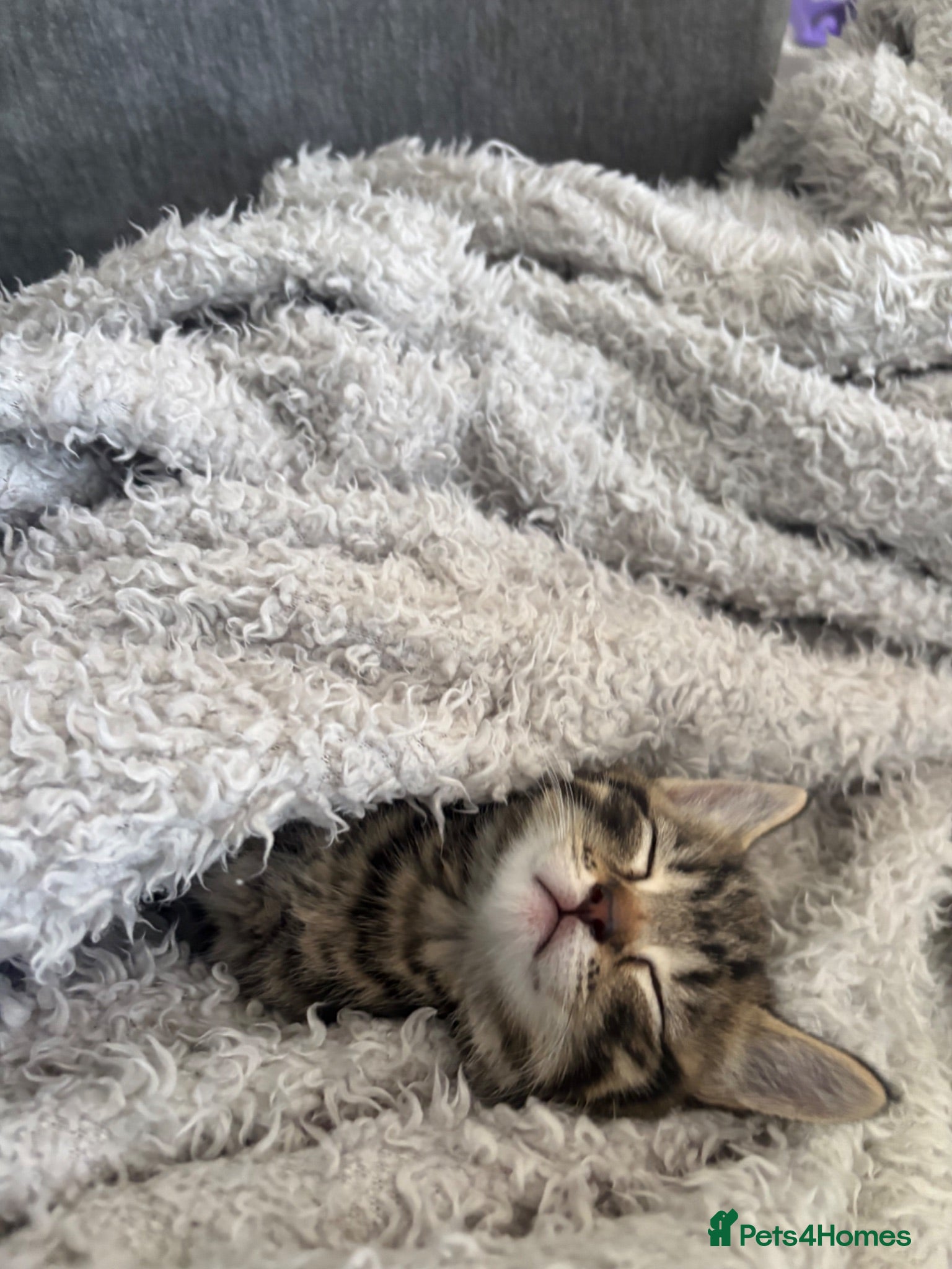 Mixed Breed cats Kitten for sale - Advert 1