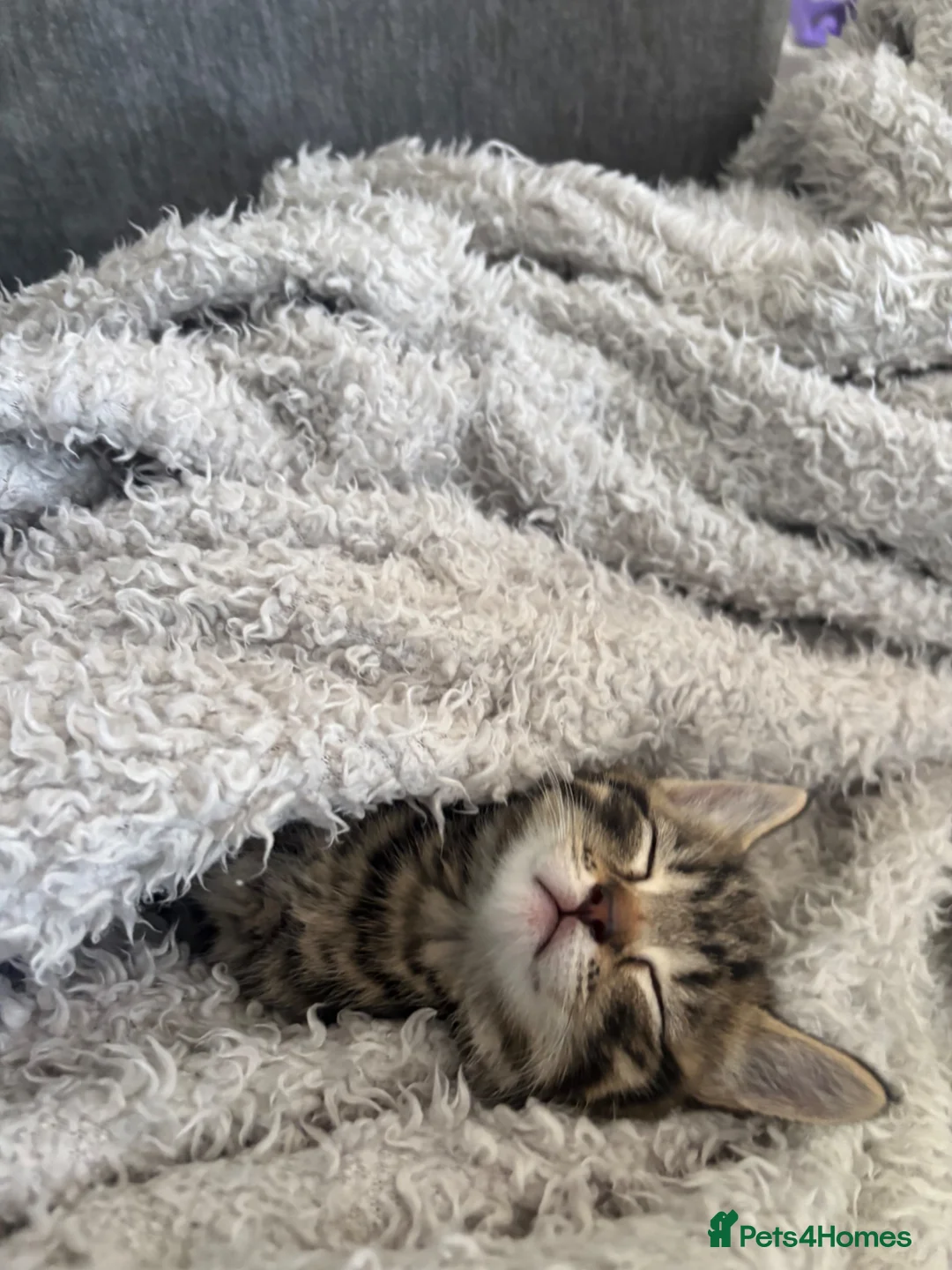 Mixed Breed cats for sale: Kitten for sale - Advert 1