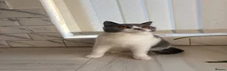 British Shorthair cats for sale: Blue and white British shorthair  - Advert 4