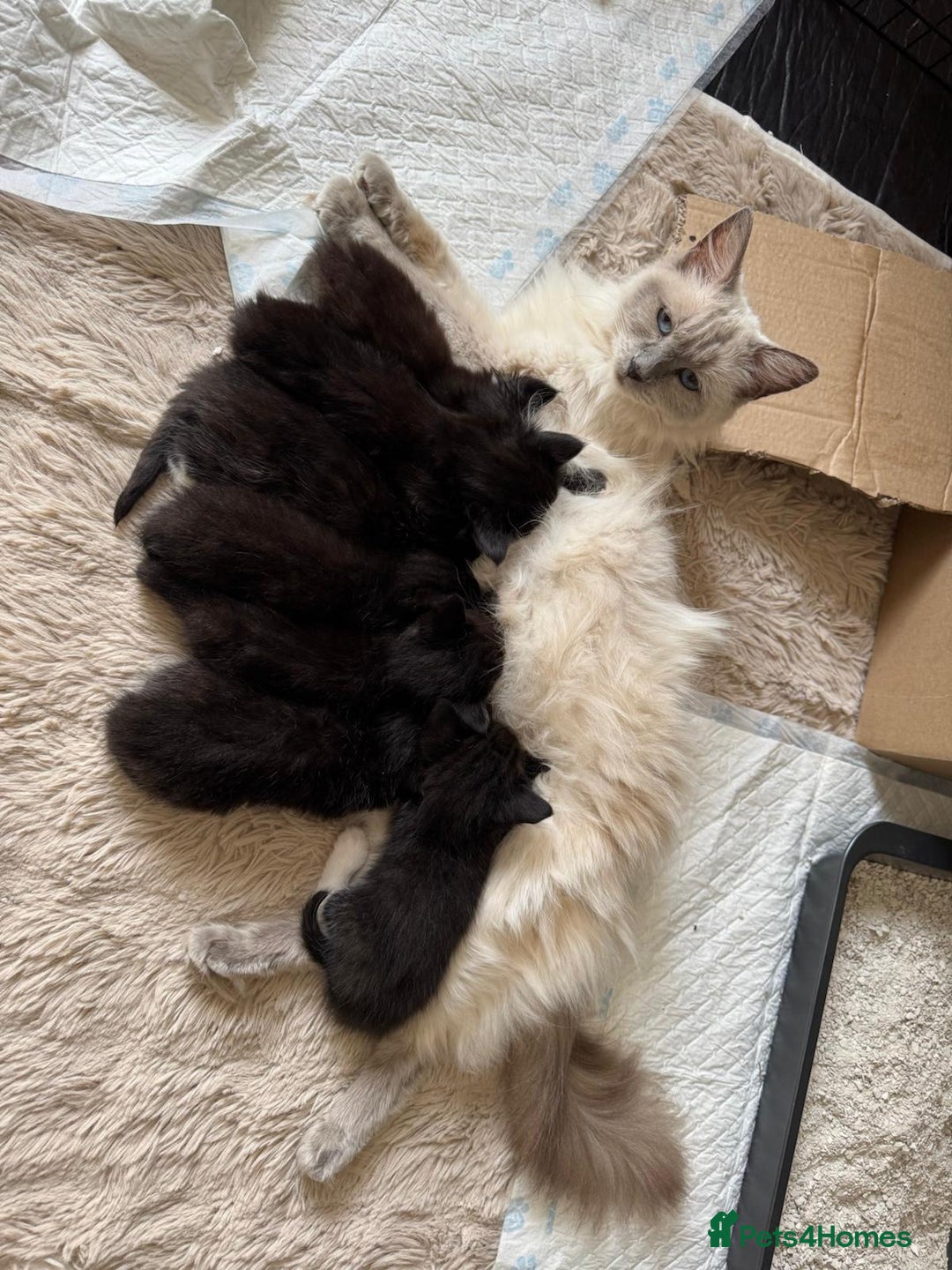 Ragdoll cats for sale: X Ragdoll kittens - Image 8
