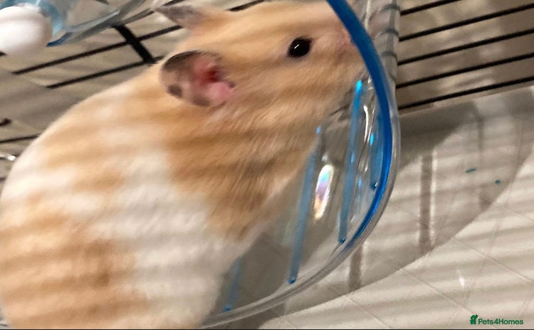 Hamster rodents - Advert 3