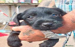 Patterdale Terrier dogs for sale: Well socialised Patterdales For Sale,ready now. - Image 34