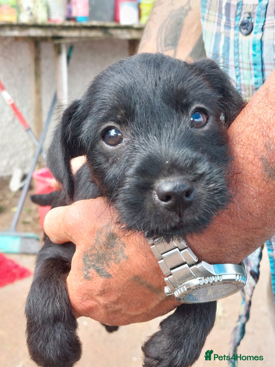 Patterdale Terrier dogs for sale: Well socialised Patterdales For Sale,ready now. - Image 34