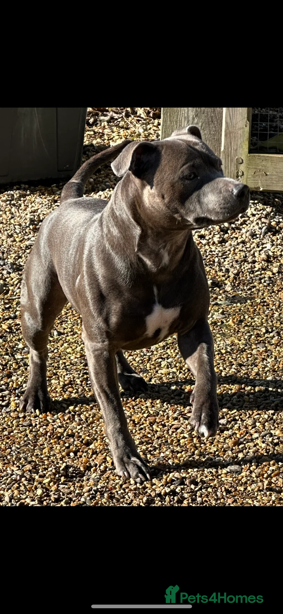 Staffordshire Bull Terrier dogs for stud: Stud offered- Blue Staffordshire Bull Terrier Stud in Wickford - Advert 13