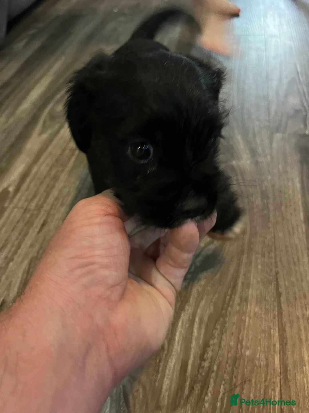 Mixed Breed dogs for sale: Puppy  - Advert 11