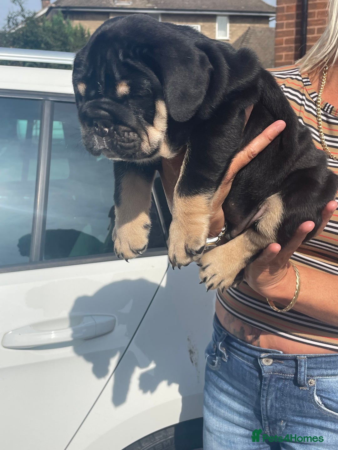 English Bulldog dogs for sale: Black/tan male reduced  - Image 3