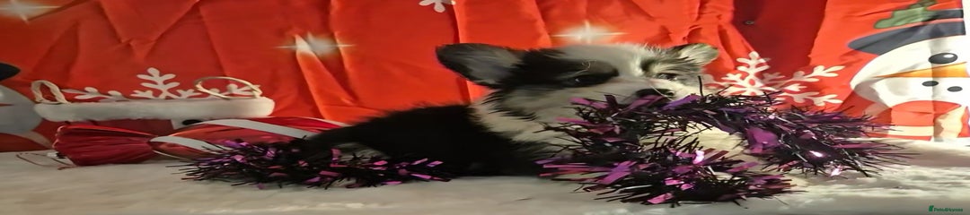 Welsh Corgi Pembroke Puppy 1