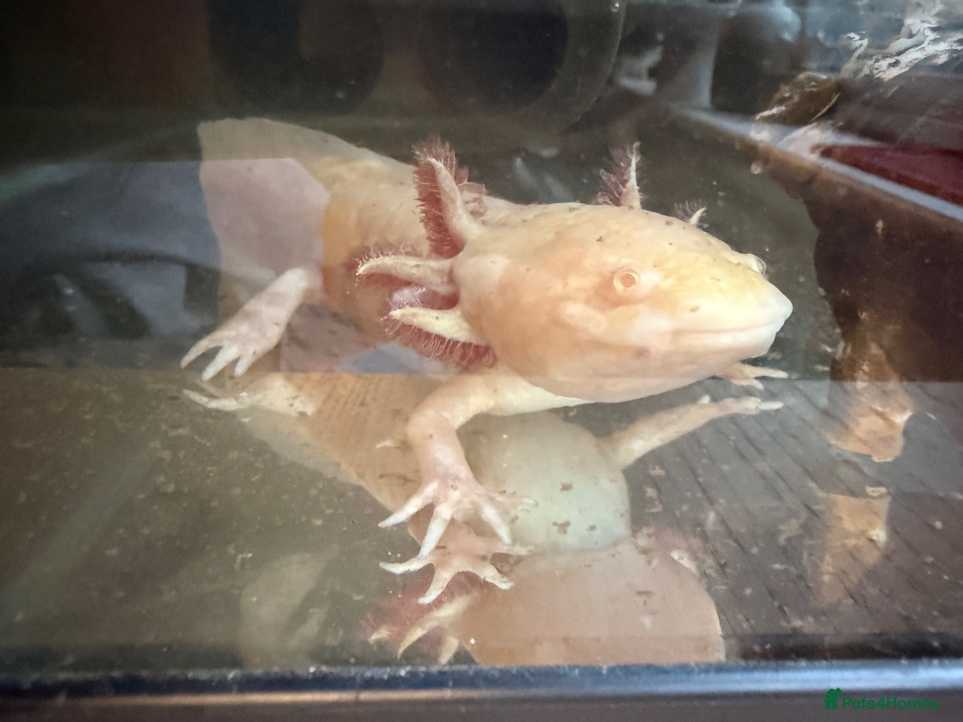 Other/Mixed Breed fish Male golden axolotl  - Advert 5