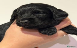 Cockapoo dogs for sale: 🐾 ADORABLE COCKAPOO PUPPIES FOR SALE! 🐾 - Advert 6