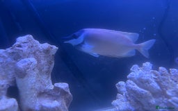 Other/Mixed Breed fish for sale: Foxface rabbit fish - Image 2