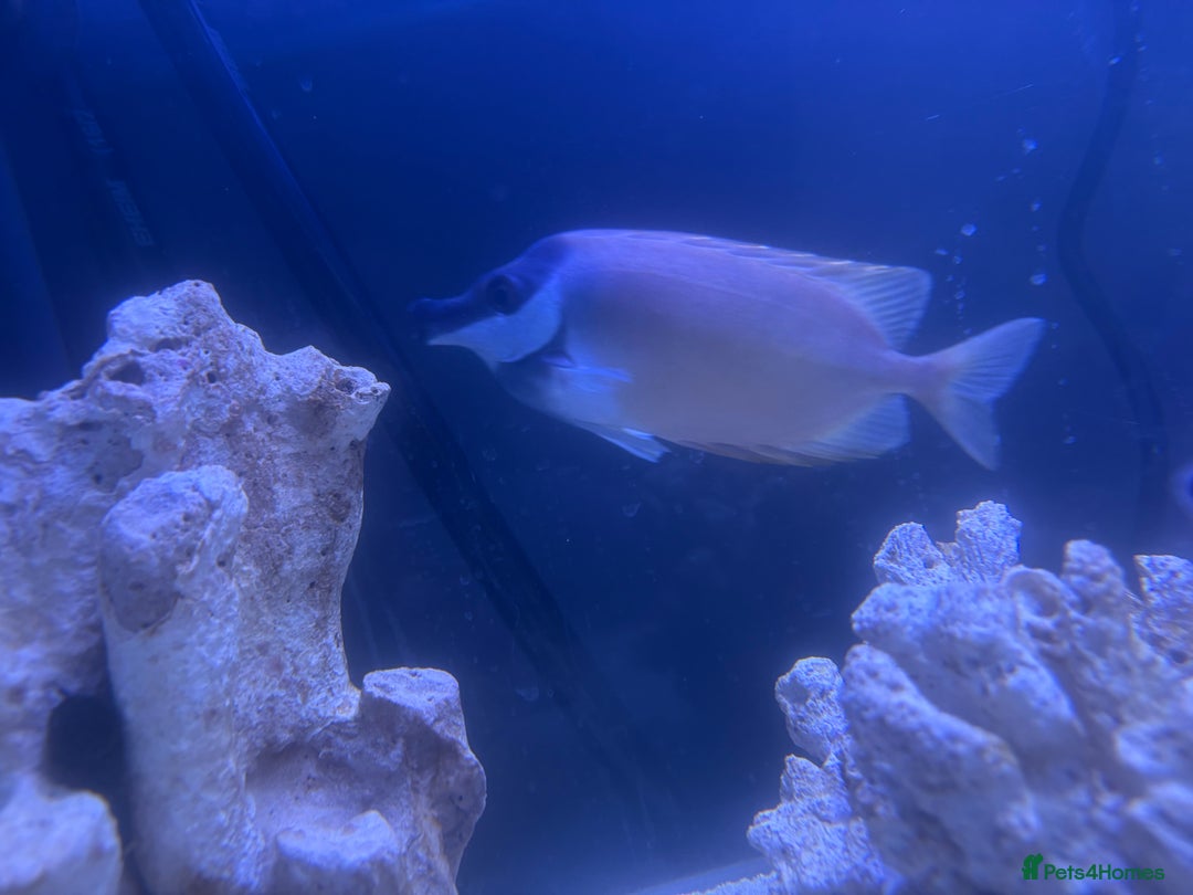 Other/Mixed Breed fish for sale: Foxface rabbit fish - Image 2