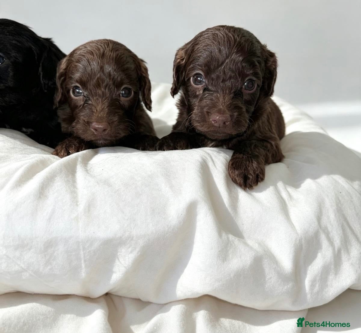 Cockapoo dogs 🐾 beautiful cockerpoo puppies  - Advert 2