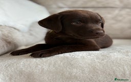 Labrador Retriever dogs for sale: Stunning chocolate Labrador’s with silver jeans  - Image 27