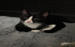Domestic Shorthair cats for sale: Healthy 12-Week-Old Kittens — (Wormed, Ready Now!) - Image 15