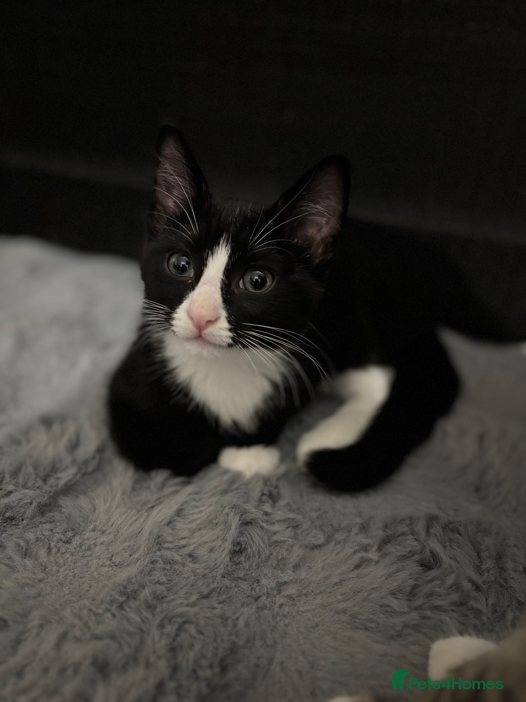 Domestic Shorthair cats for sale: Healthy 12-Week-Old Kittens — (Wormed, Ready Now!) - Image 15