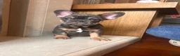 French Bulldog dogs for sale: French bull dog puppies in Manchester - Advert 8