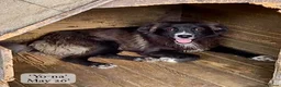 Mixed Breed dogs for adoption: Yo-Na, 2 yrs approx. Available for adoption. in Brixham - Advert 13