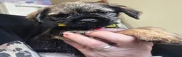 Border Terrier dogs for sale: KC Registered Border Terrier males  ready now  - Advert 16