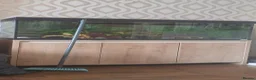 Axolotl reptiles for sale: 3 axolotls for sale with set up in Cardiff - Advert 3