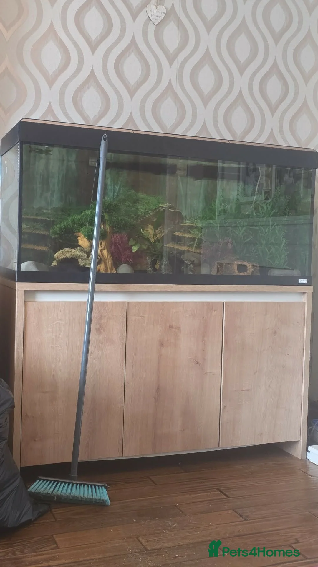 Axolotl reptiles for sale: 3 axolotls for sale with set up in Cardiff - Advert 3