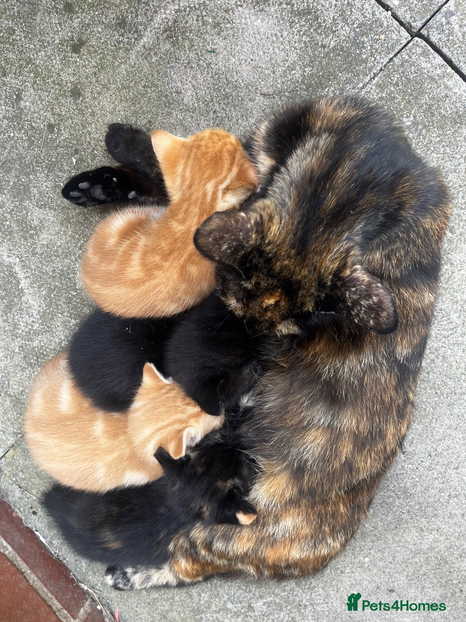 Mixed Breed cats Beautiful kittens - Advert 1