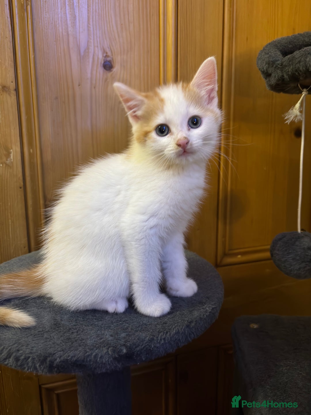 Mixed Breed cats for sale: 5 lovely Kittens for sale - Advert 6