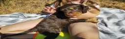 Cocker Spaniel dogs for sale: Cocker Spaniel Puppies  - Advert 4
