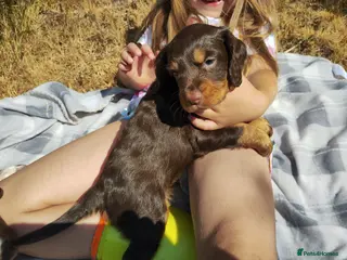 Cocker Spaniel dogs Cocker Spaniel Puppies - Advert 4