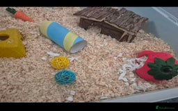 Hamster rodents for sale: Serian hamster. Black, female - Image 5