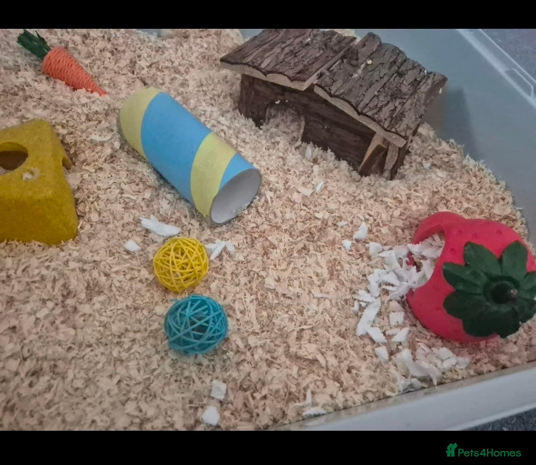 Hamster rodents for sale: Serian hamster. Black, female - Image 5