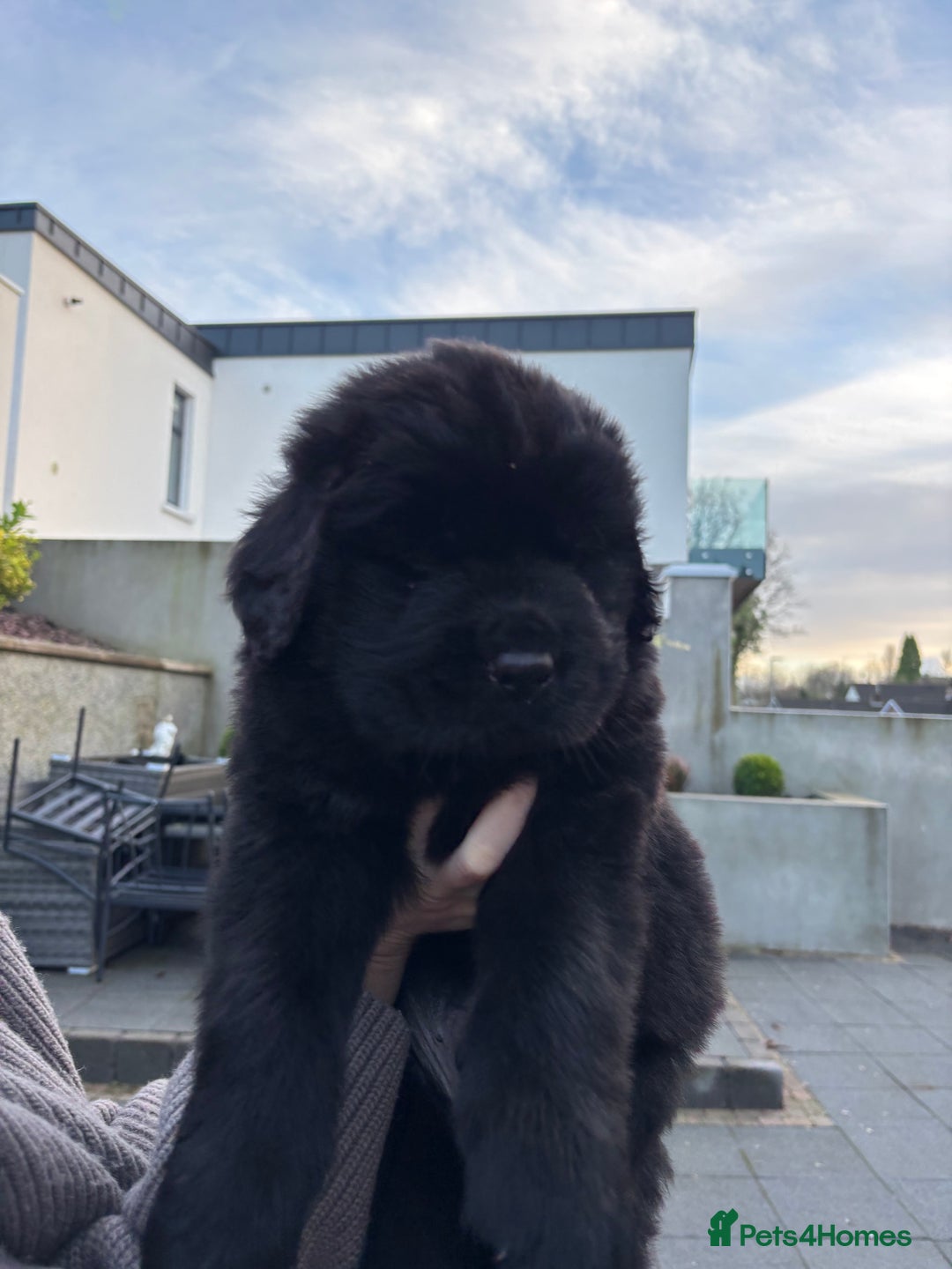 Newfoundland dogs for sale: Chunky Newfoundland puppies - Advert 7