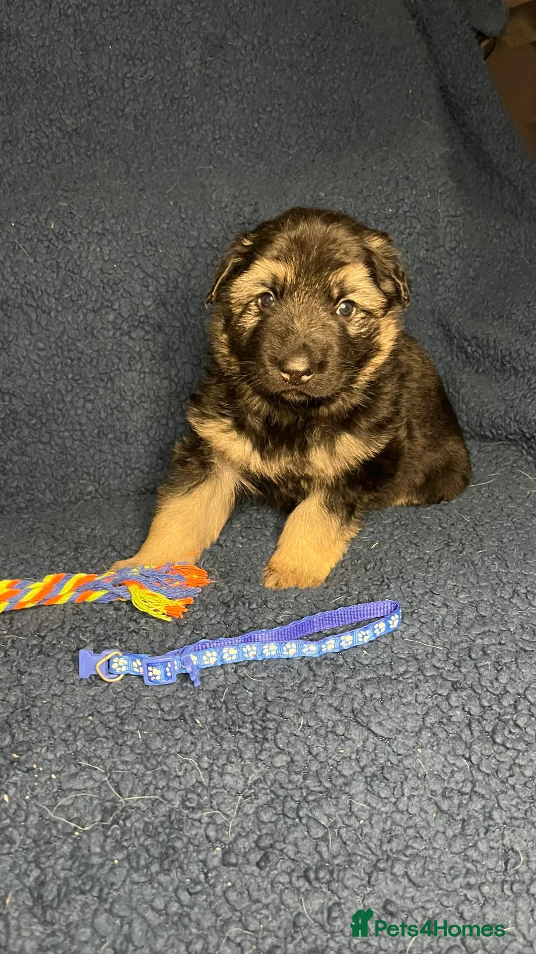 German Shepherd dogs for sale: Straight back German Shepherd amazing temperaments - Advert 7