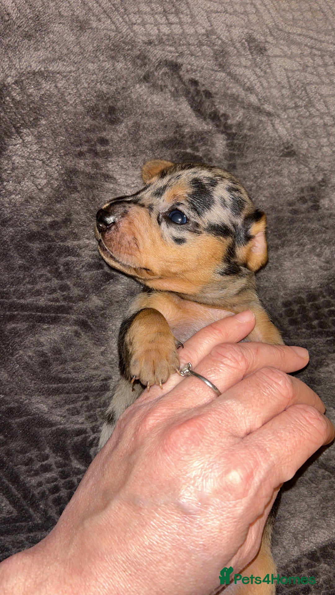 Miniature Dachshund dogs for sale: Beautiful miniature dachshunds  - Advert 1