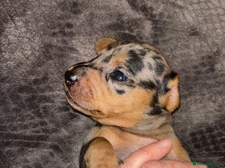 Miniature Dachshund dogs Beautiful miniature dachshunds - Advert 2