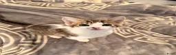 Domestic Shorthair cats for sale: 4 Cats for Sale 3 Kittens & Their Mum 🐱 - Advert 7