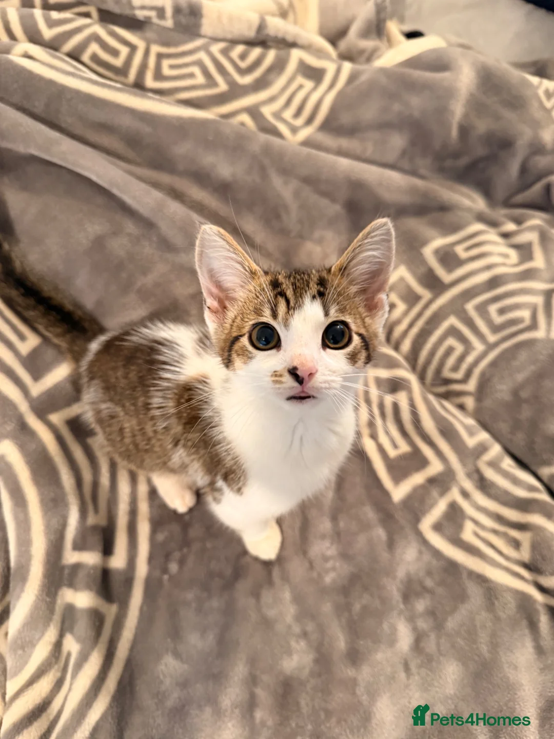 Domestic Shorthair cats for sale: 4 Cats for Sale 3 Kittens & Their Mum 🐱 - Advert 7