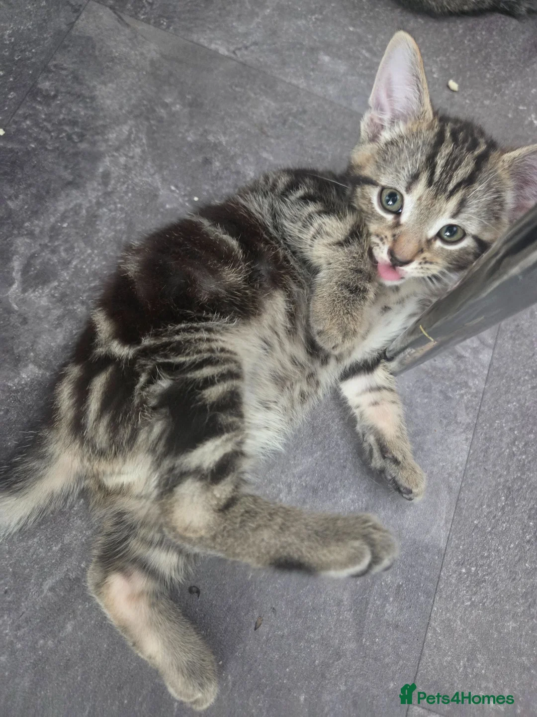 Mixed Breed cats for sale: 2 male kittens available  - Advert 4
