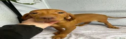 Hungarian Vizsla dogs for sale: Two stunning vizsla girls  - Advert 4