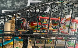 Parakeets birds for sale: 2 golden mantle rosellas with cage - Image 1