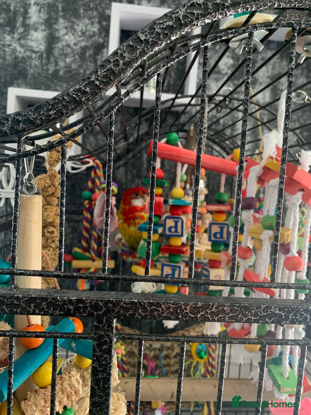Parakeets birds for sale: 2 golden mantle rosellas with cage - Image 1