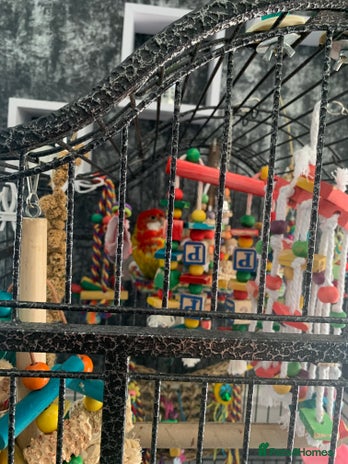 Parakeets birds - Advert 3