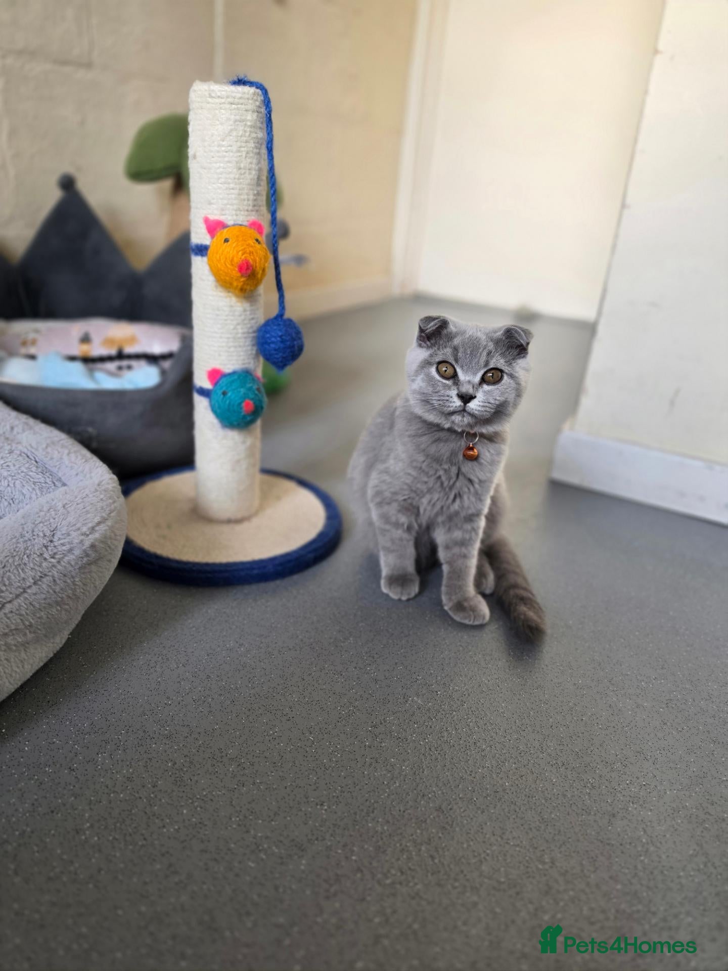Scottish Fold cats  1girl left🧡 - Advert 1
